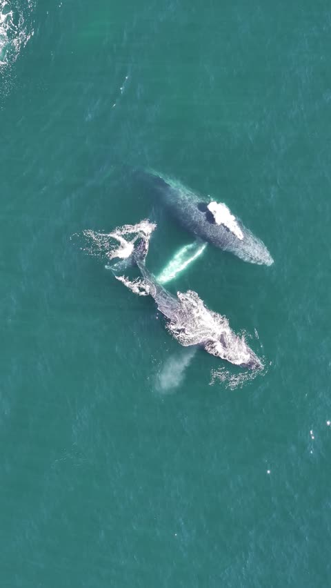 Whales together
