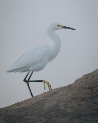 Land Animals photograph by Goldenberg Photos