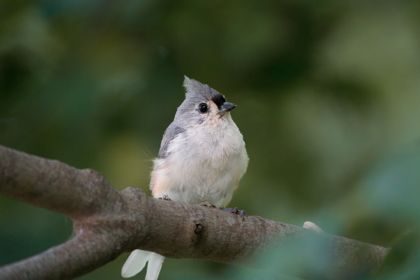 Land Animals photograph by Goldenberg Photos