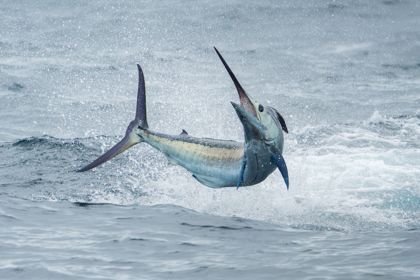 Ocean Wildlife photograph by Goldenberg Photos
