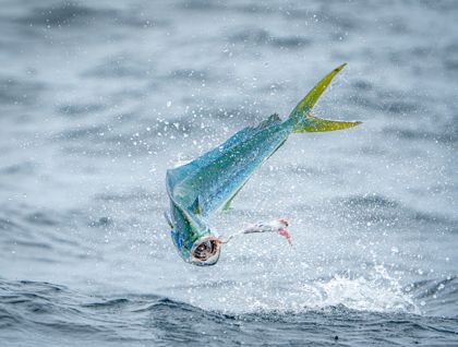 Ocean Wildlife photograph by Goldenberg Photos
