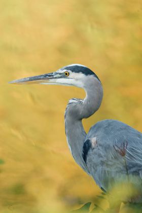 Land Animals photograph by Goldenberg Photos
