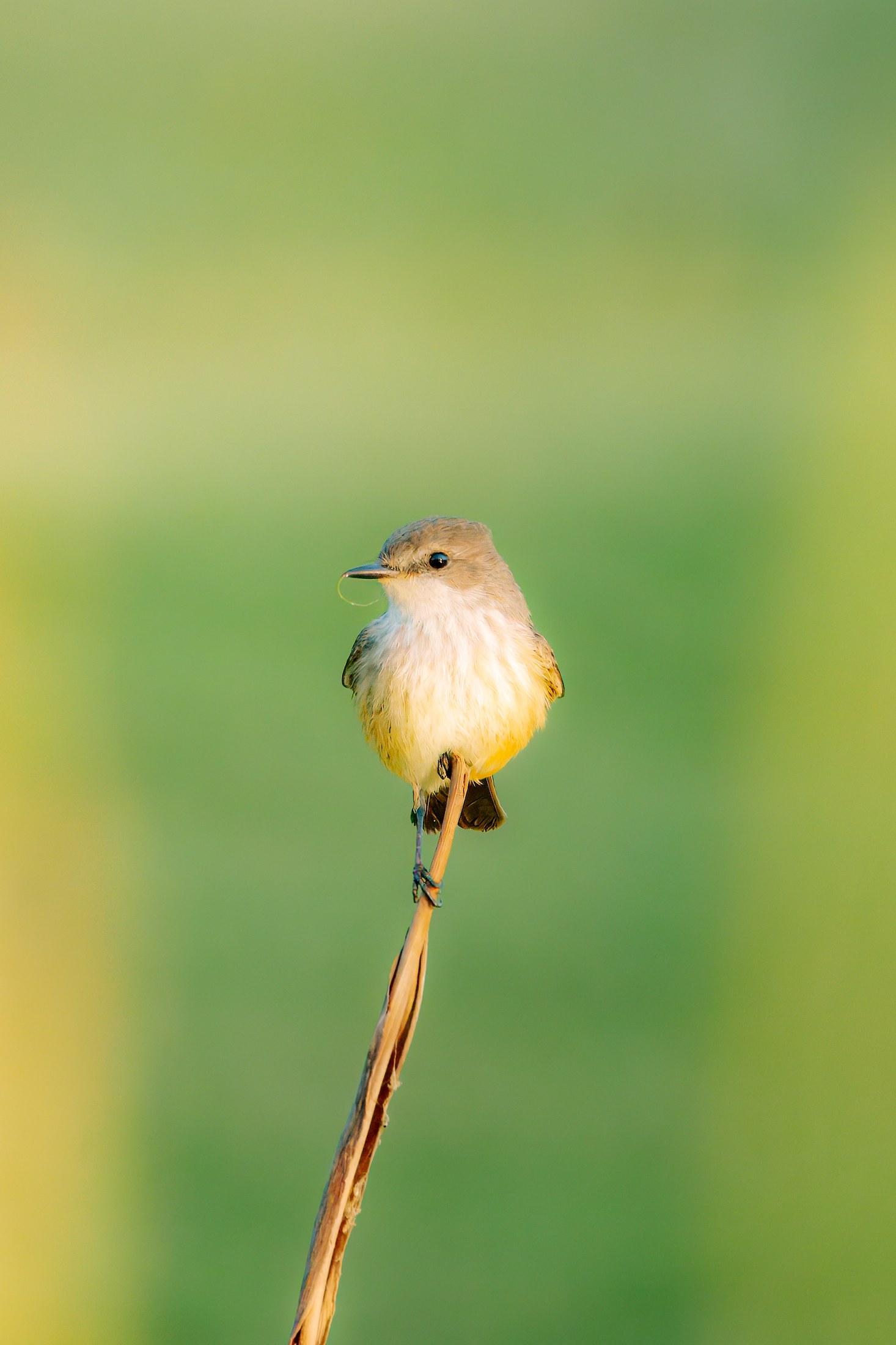 Photograph 37 by Goldenberg Photos