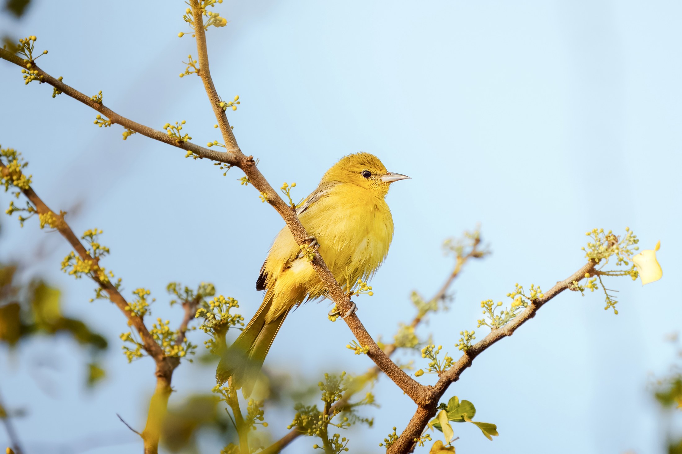 Photograph 39 by Goldenberg Photos