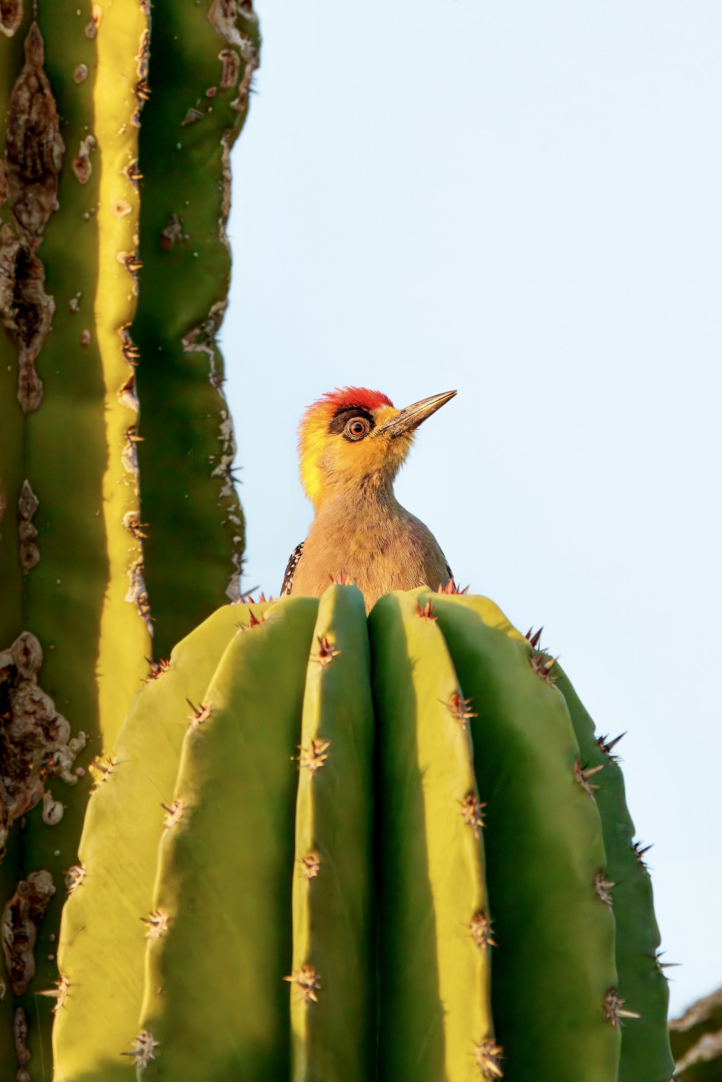 Photograph 40 by Goldenberg Photos