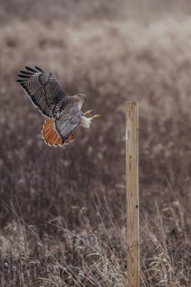 Land Animals photograph by Goldenberg Photos