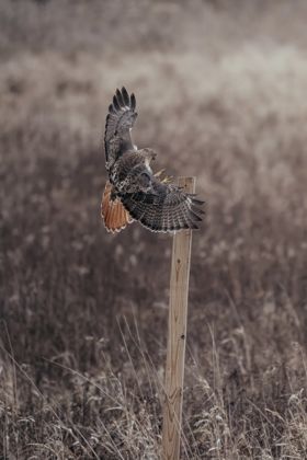 Land Animals photograph by Goldenberg Photos
