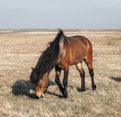 Land Animals photograph by Goldenberg Photos