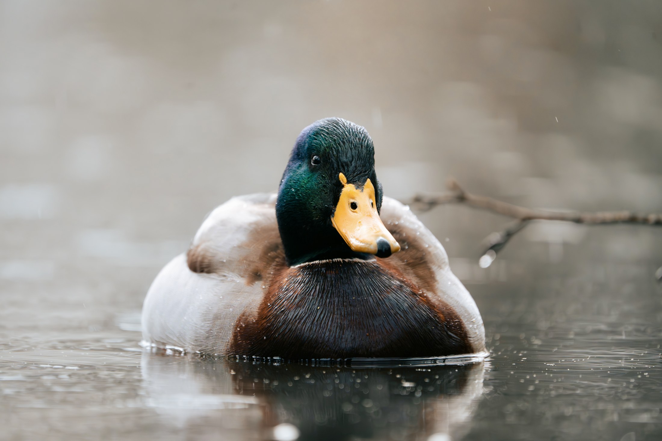 Photograph 52 by Goldenberg Photos
