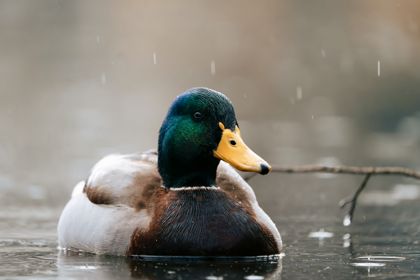 Land Animals photograph by Goldenberg Photos