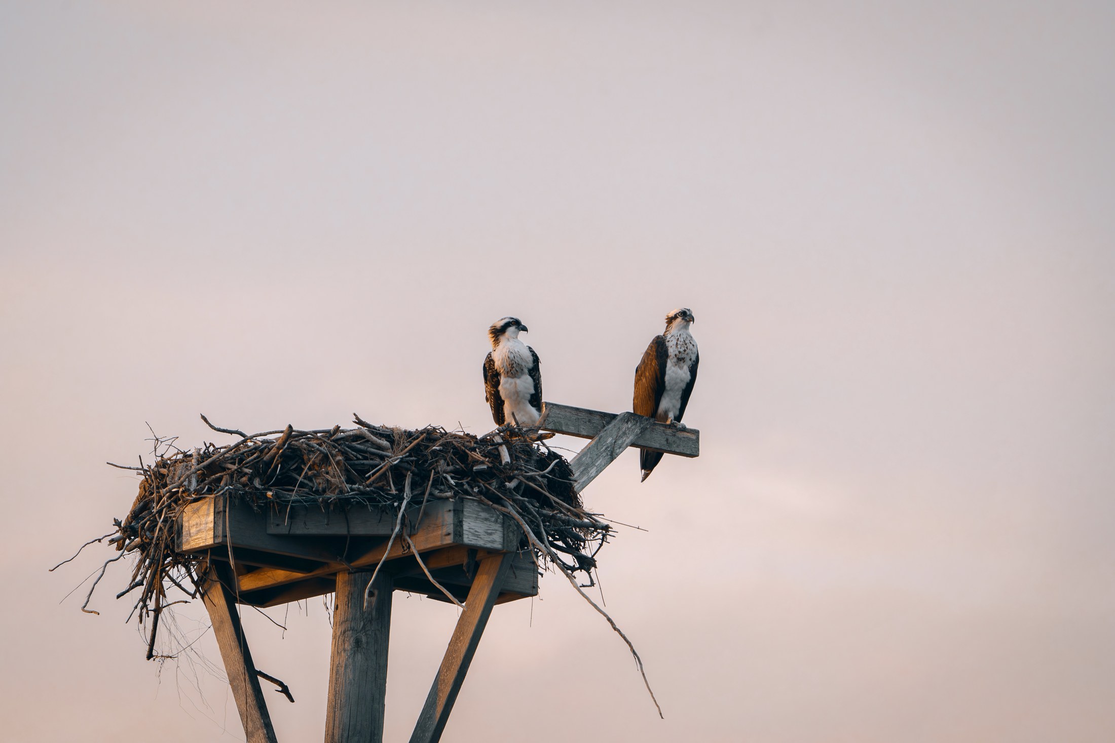 Photograph 54 by Goldenberg Photos