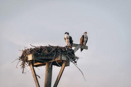 Land Animals photograph by Goldenberg Photos