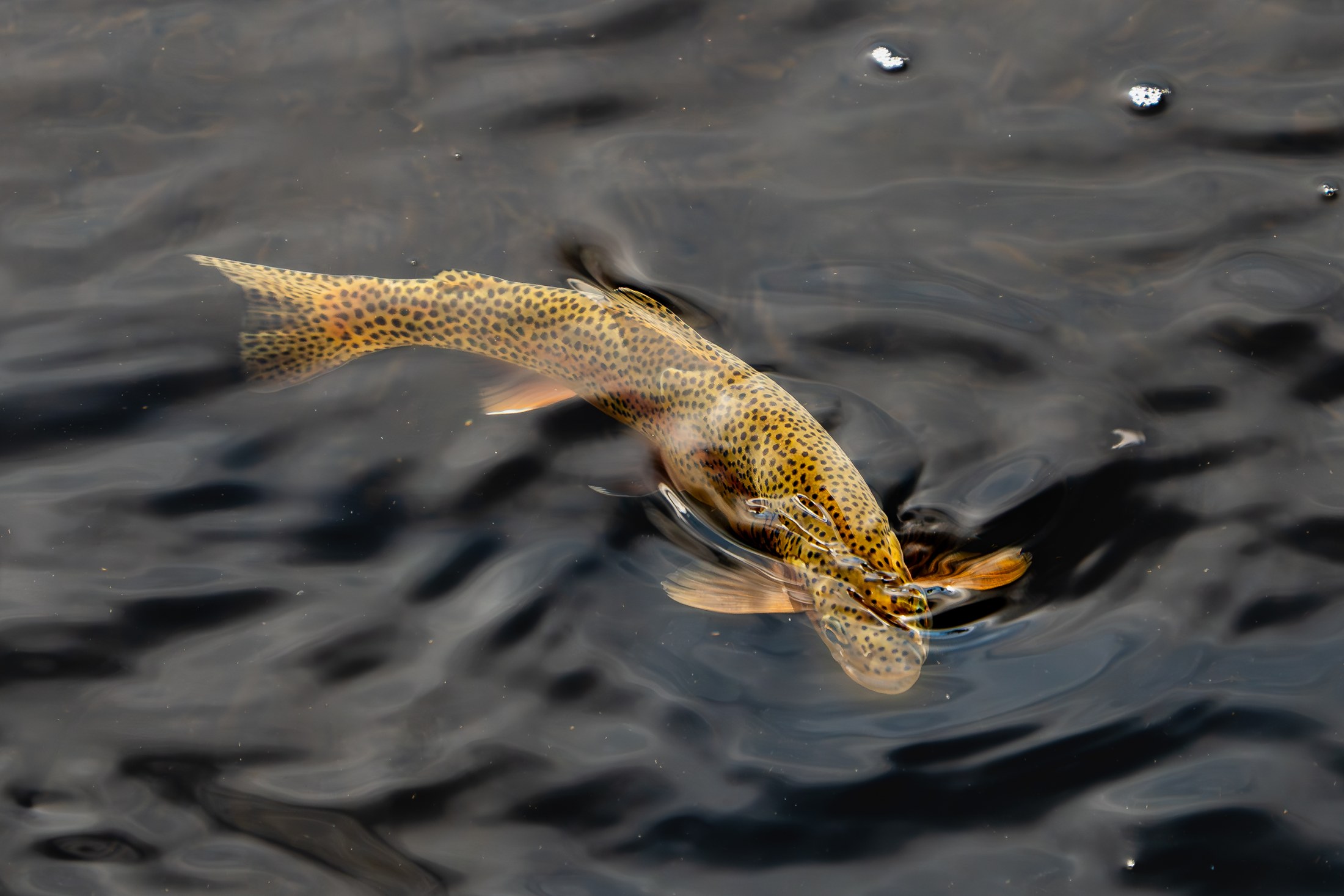 Photograph 57 by Goldenberg Photos