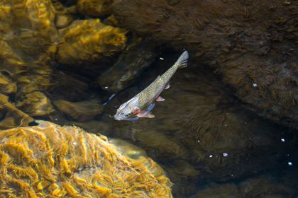 Ocean Wildlife photograph by Goldenberg Photos