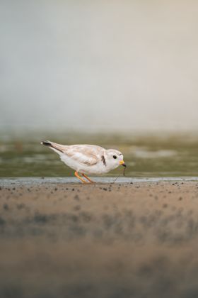 Land Animals photograph by Goldenberg Photos