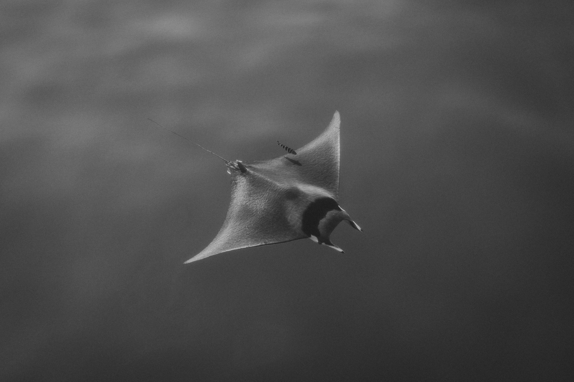 Photograph 76 by Goldenberg Photos