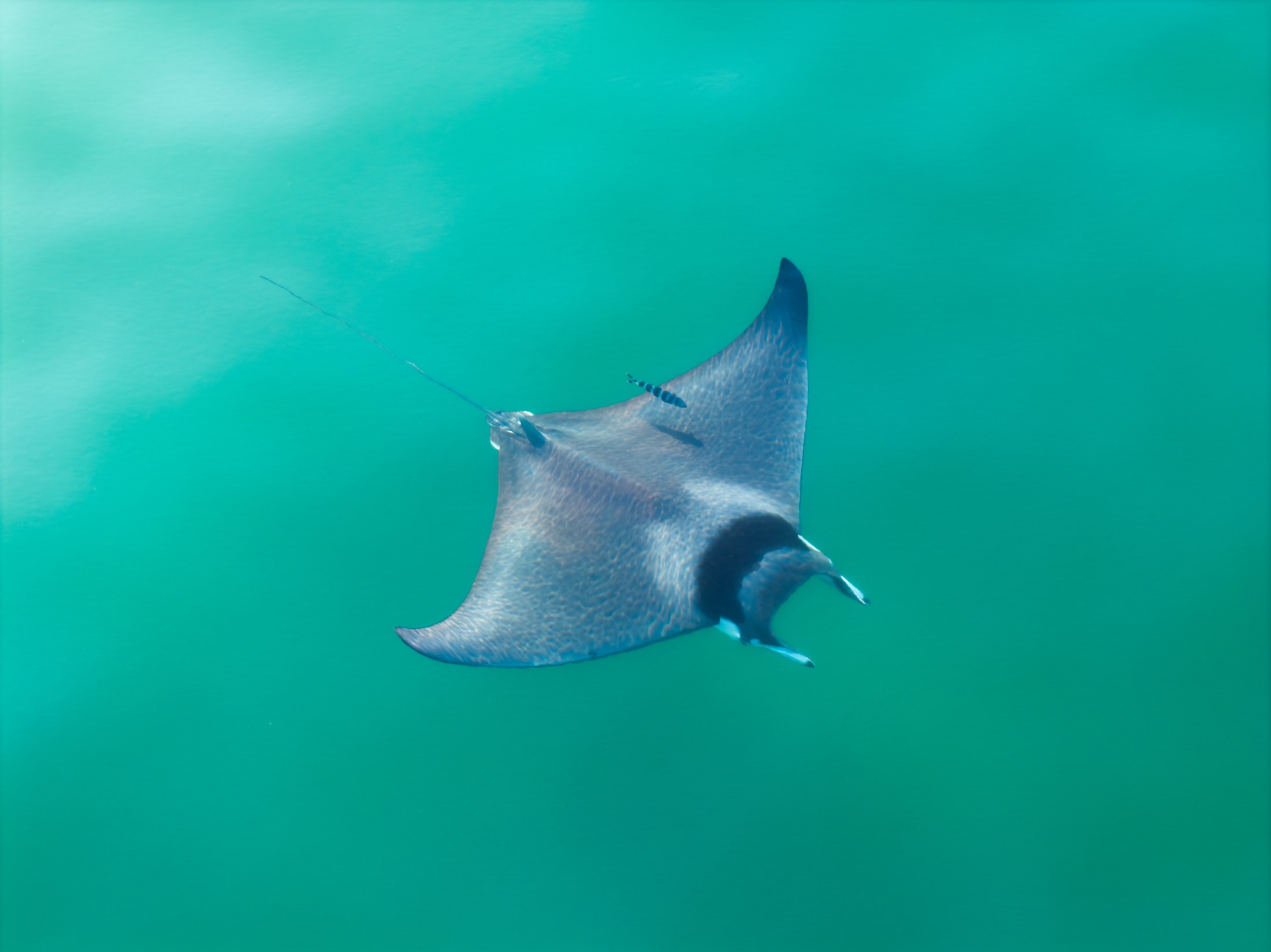 Ray swimming beneath the surface