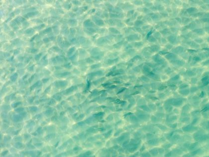 Ocean Wildlife photograph by Goldenberg Photos