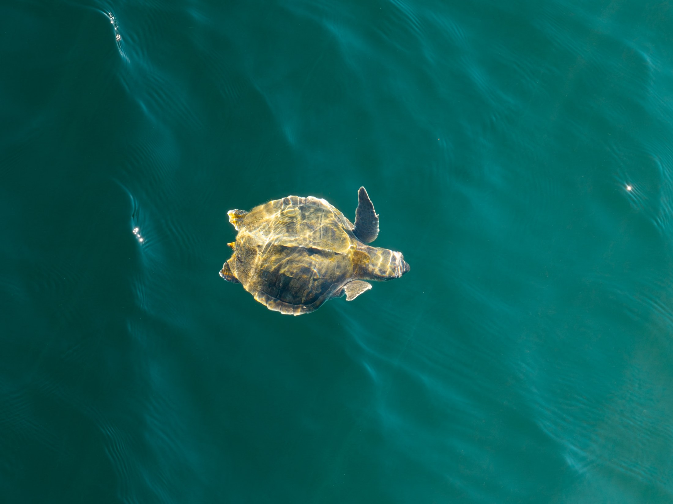 Photograph 88 by Goldenberg Photos