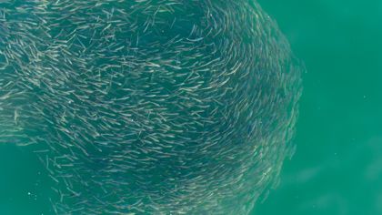 Ocean Wildlife photograph by Goldenberg Photos