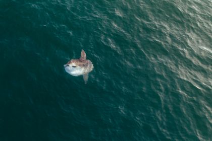 Ocean Wildlife photograph by Goldenberg Photos